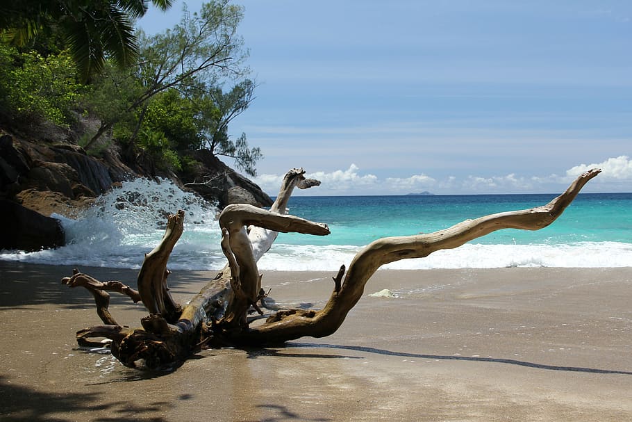brown branch, anse, major, beach, booked, seychelles, sea bay HD wallpaper