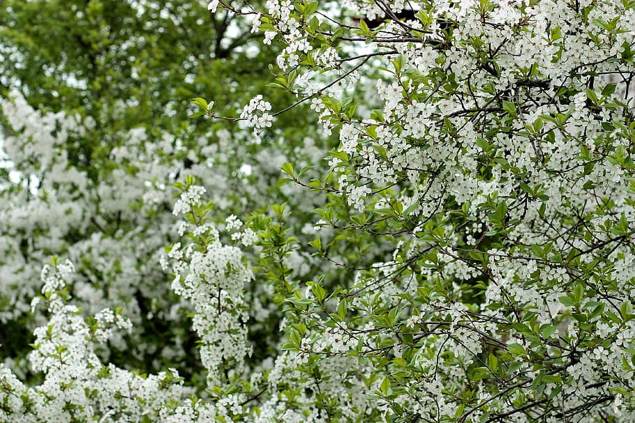 flowers, white, casey, tree, spring, flourished, plant, flowering plant HD wallpaper