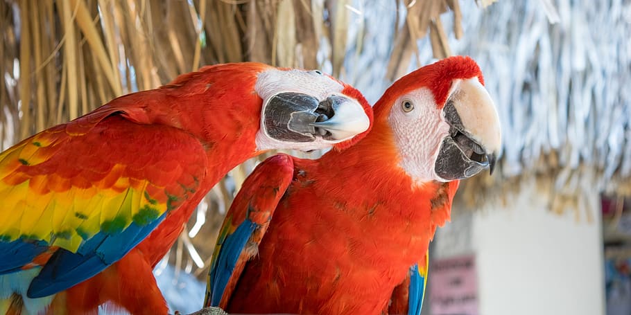 guacamayas, macaws, red, love, ave, animal, exotic bird, tropical bird, HD wallpaper