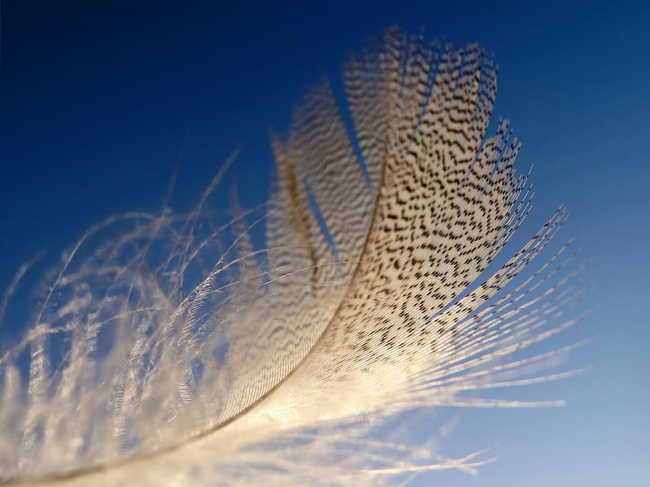 micro photography of brown feather, slightly, lightweight, sky HD wallpaper