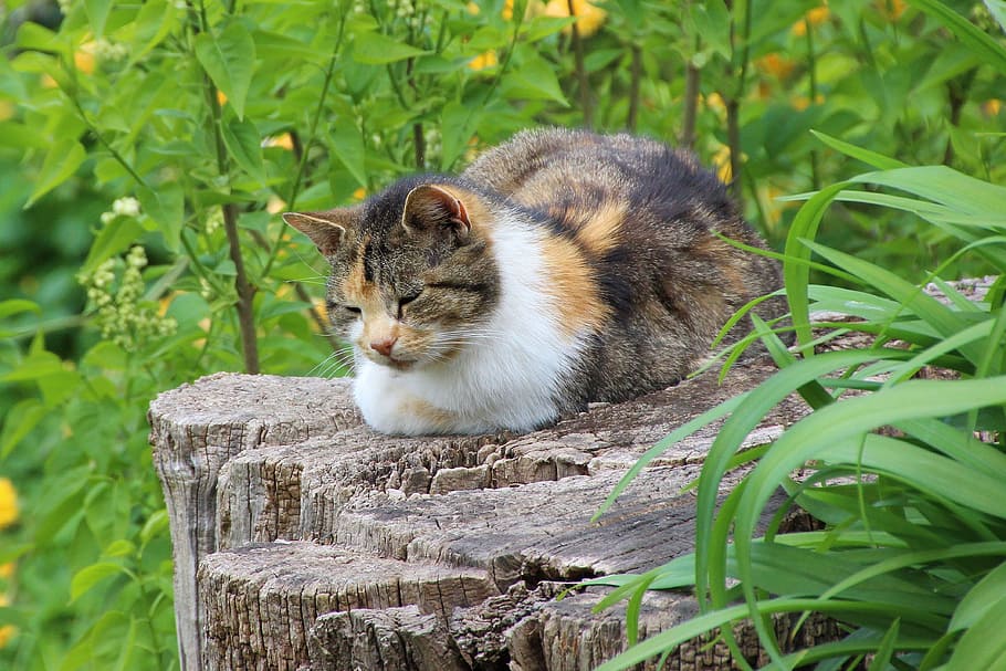 Cat, Tree, Tree Stump, Landscape, green, nature, domestic cat HD wallpaper