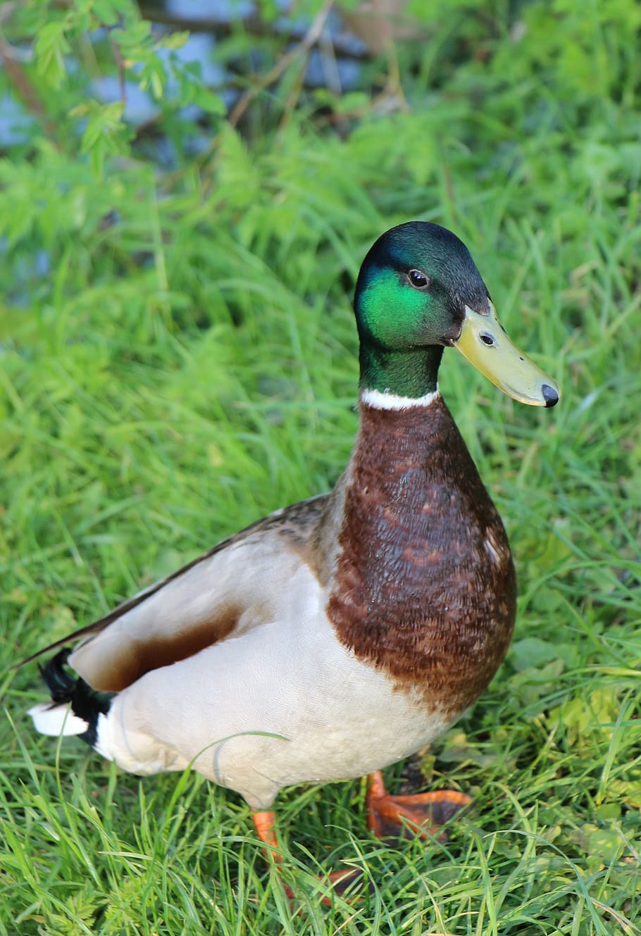 duck, mallard, animal, nature, meadow, water bird, drake, animal wildlife HD wallpaper
