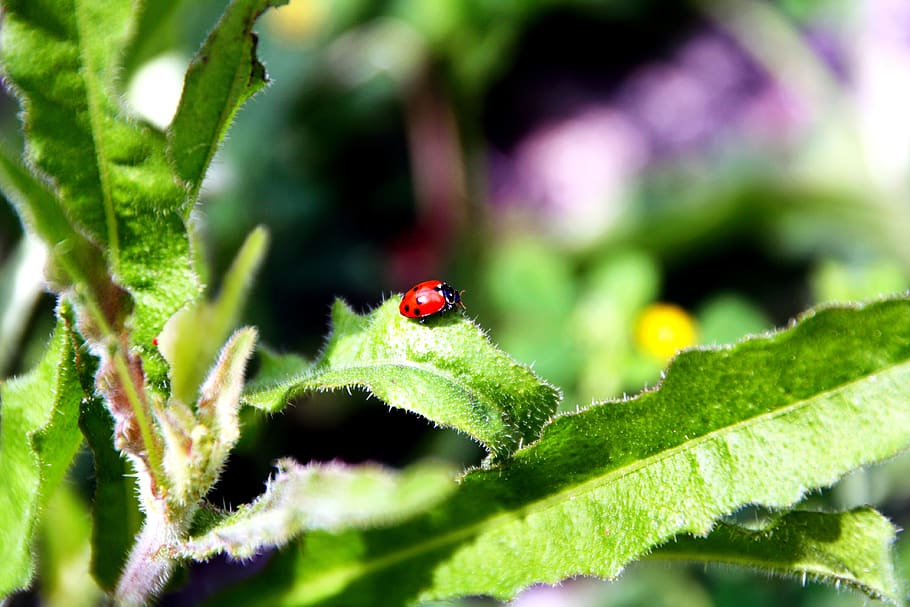 insects, ladybug, cute, tiny, small, leaves, outdoors, still HD wallpaper
