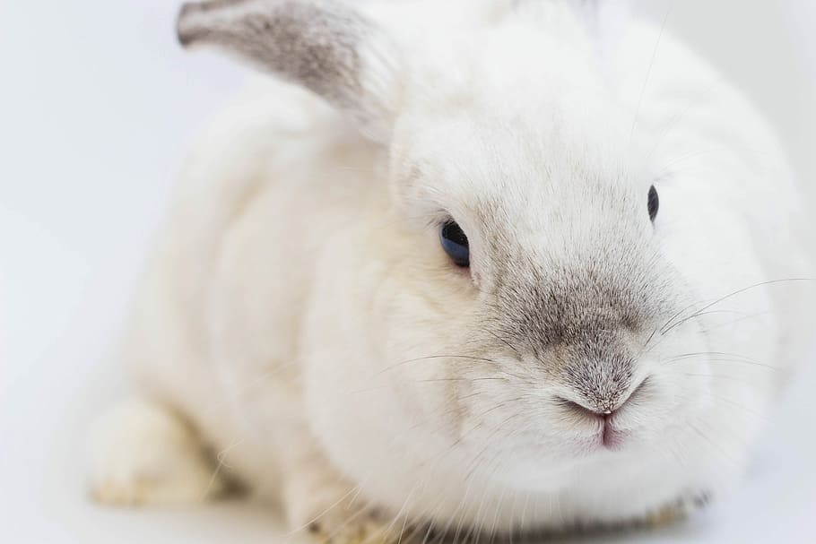 white rabbit, bunny, portrait, face, animal themes, mammal, one animal HD wallpaper