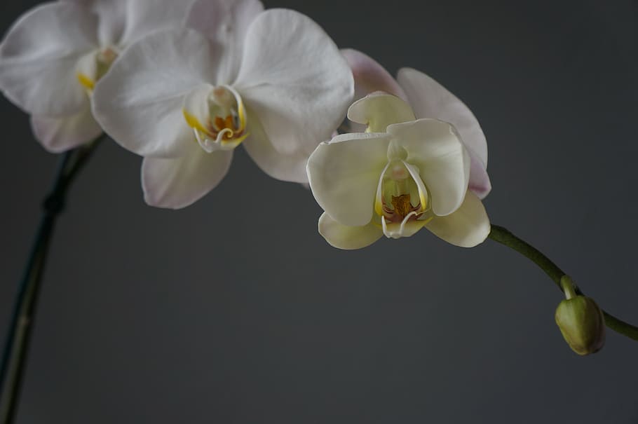 orchids, cups, white, flower, flowering plant, petal, beauty in nature HD wallpaper
