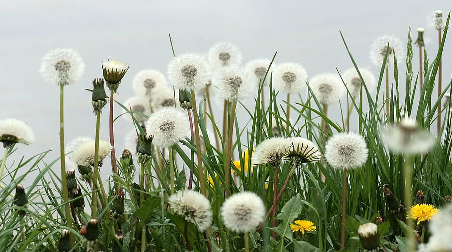 white dandelions, down, plant, green, stars, fluffy, garden HD wallpaper