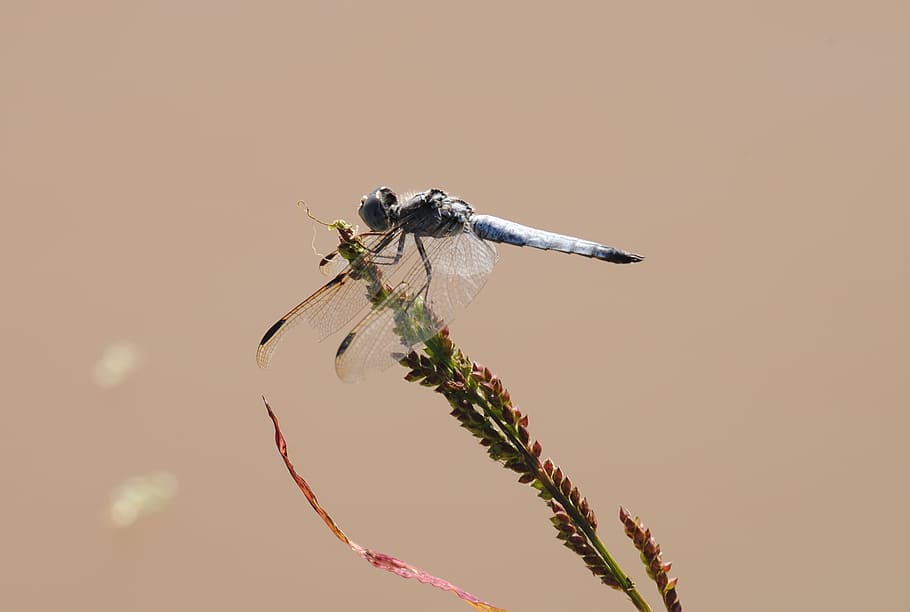 Dragonfly, Creature, Wildlife, Reptile, insect, wings, nature HD wallpaper