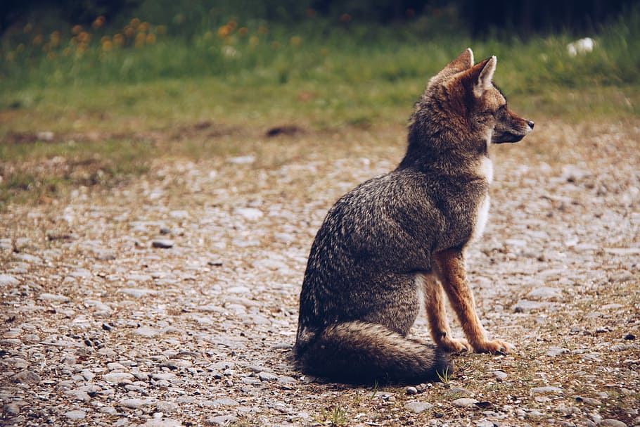 fox sitting on ground, fox sitting on the ground, dog, pet, vanine HD wallpaper