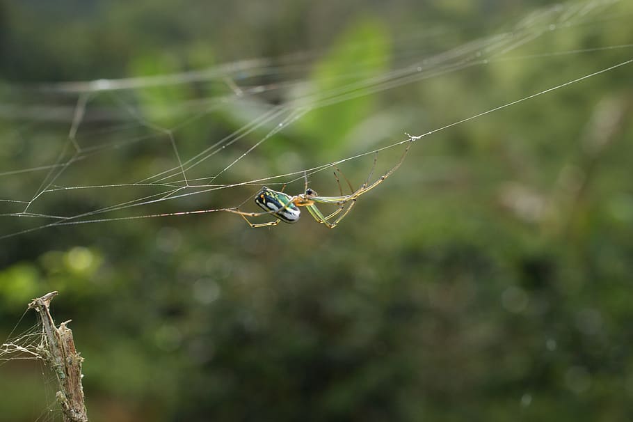 insects, area, kettle, quindio, colombia, spider, spider Web HD wallpaper