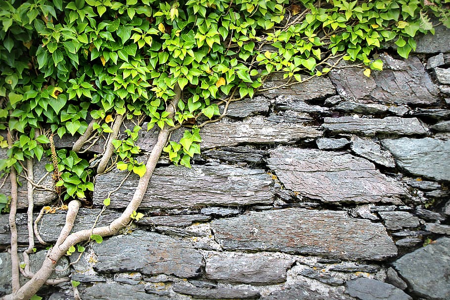 texture, wall, ivy, background, pattern, rau, surface, stone HD wallpaper
