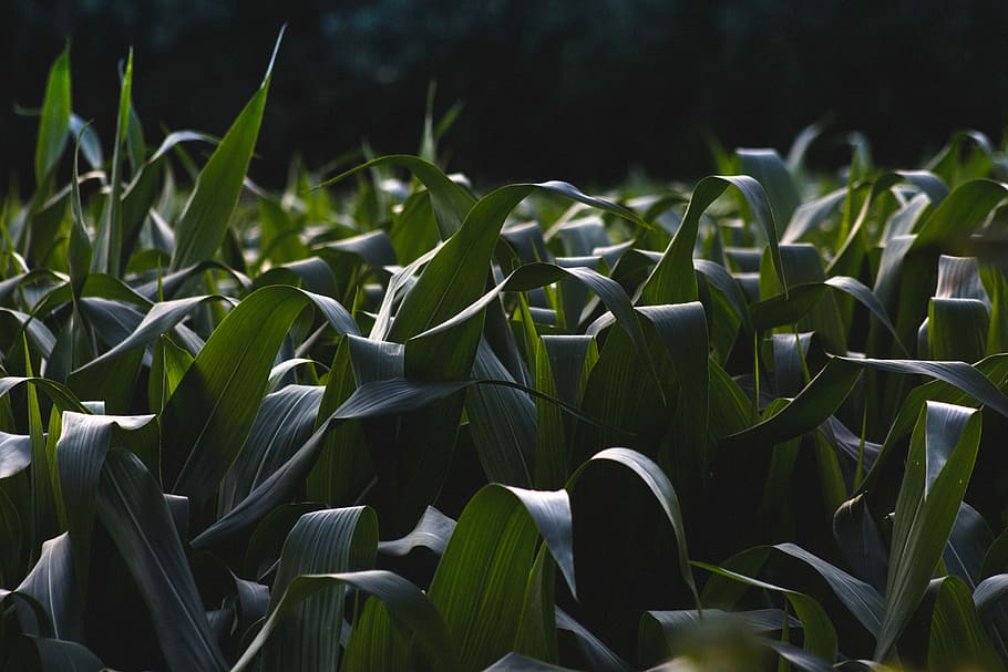 green leafed plant, green leafed plants, corn leaf, cornfield HD wallpaper
