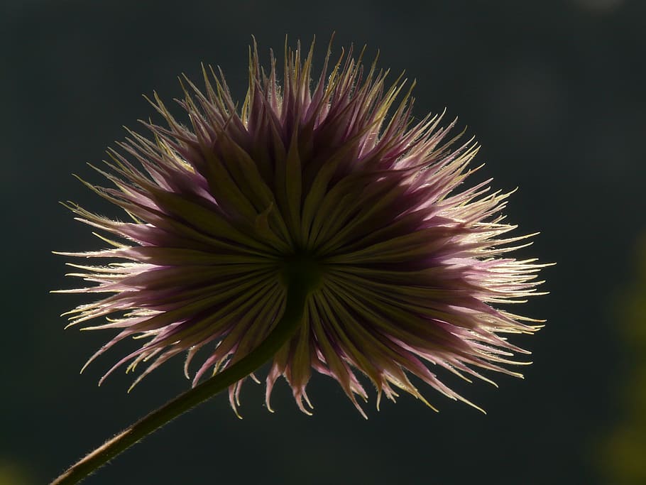 clematis, fruit, back light, flower, flora, shadow, flowering plant HD wallpaper