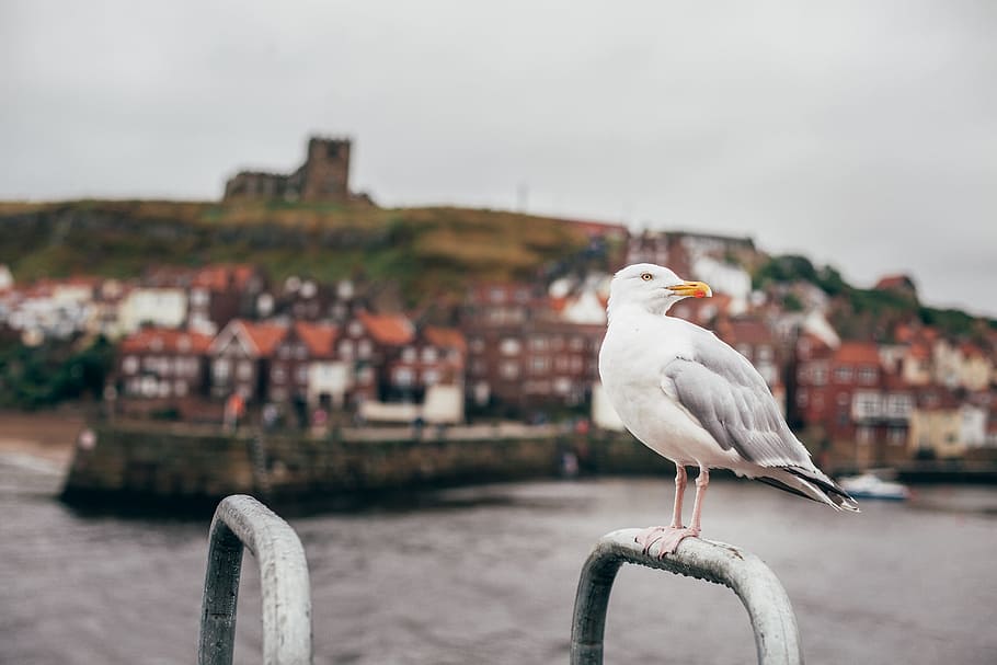 seagull standing on gray steel bar, white seagull perched on grey metal bar HD wallpaper