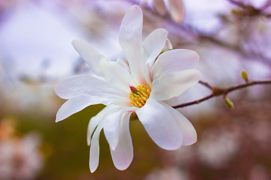 white magnolia flower selective-focus photography, branch, tree HD wallpaper