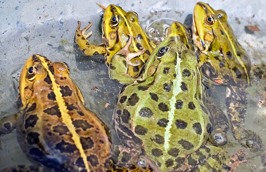 four green and yellow frogs above body of water, green frog HD wallpaper