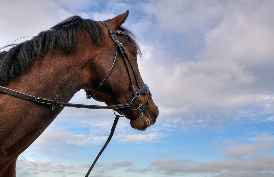 Horse, Head, Profile, sky, domestic animals, one animal, animal themes HD wallpaper