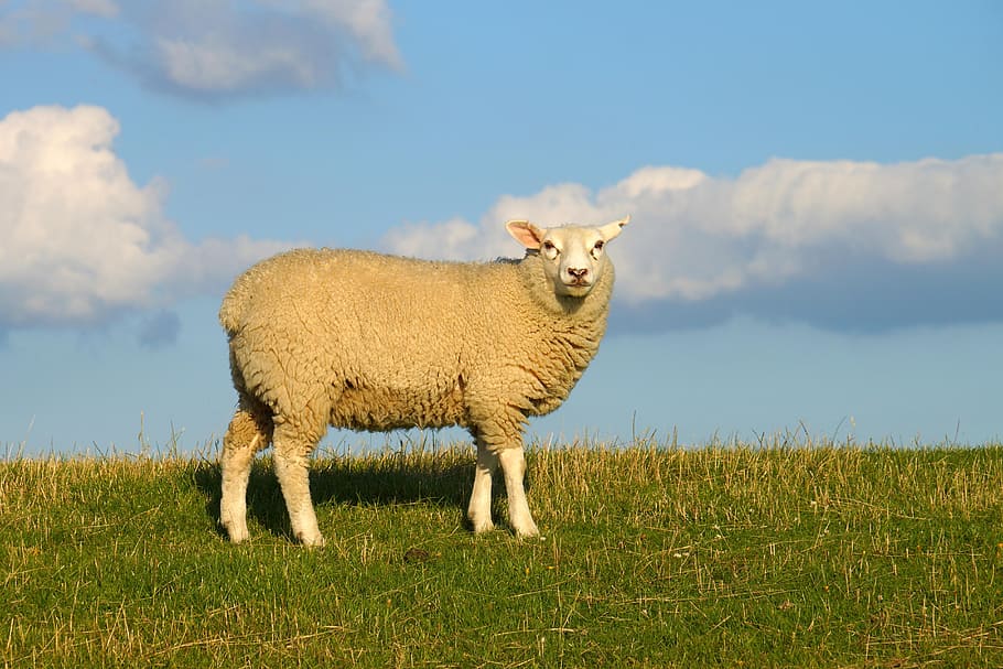 lamb on green grass field, sheep, dike, sky, clouds, meadow HD wallpaper