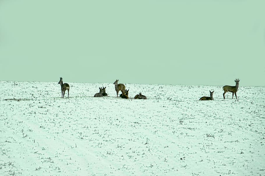 deer, winter, snow, horizontal, cold, nature, animal themes HD wallpaper