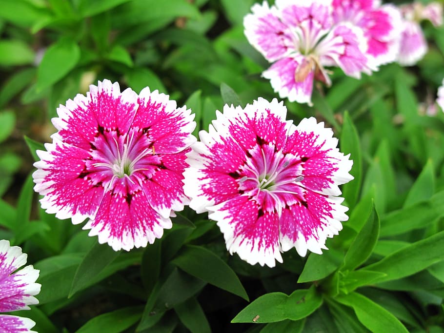dianthus, two, pink, flower, summer, leaf, plant, growth, green color HD wallpaper