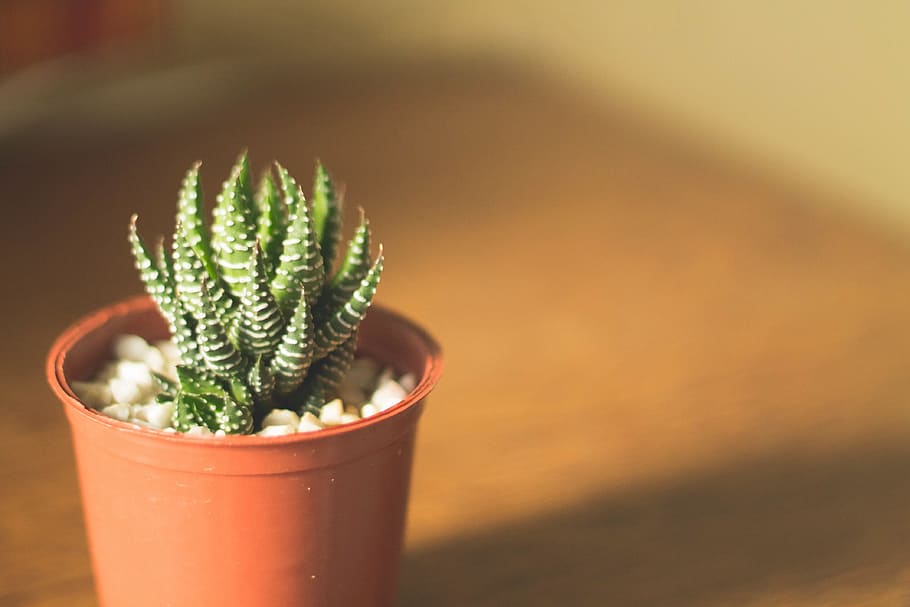 selective focus photography of succulent plant with pot, cactus HD wallpaper