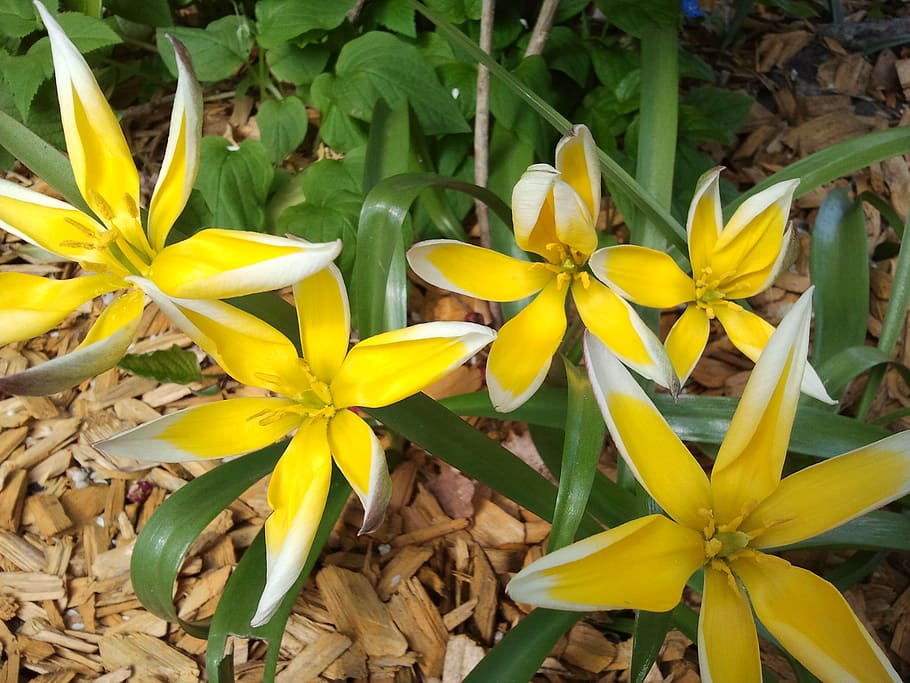 flower, spring, plant, nature, bloom, yellow, yellow flower HD wallpaper