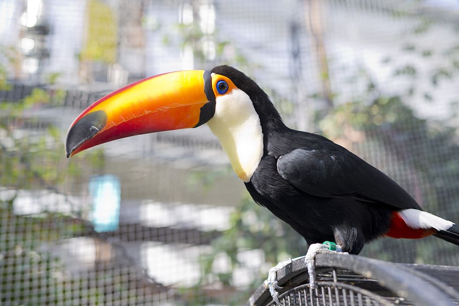 toucan, bird, beak, animal themes, animal wildlife, vertebrate HD wallpaper