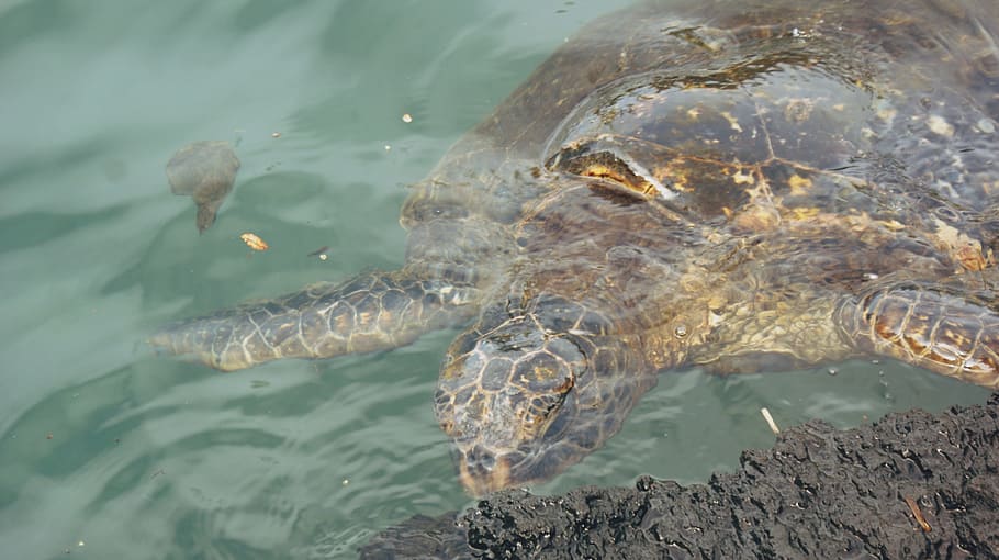 Ocean, Hawaii, Sea Turtle, water, animal, reptile, nature, tropical HD wallpaper