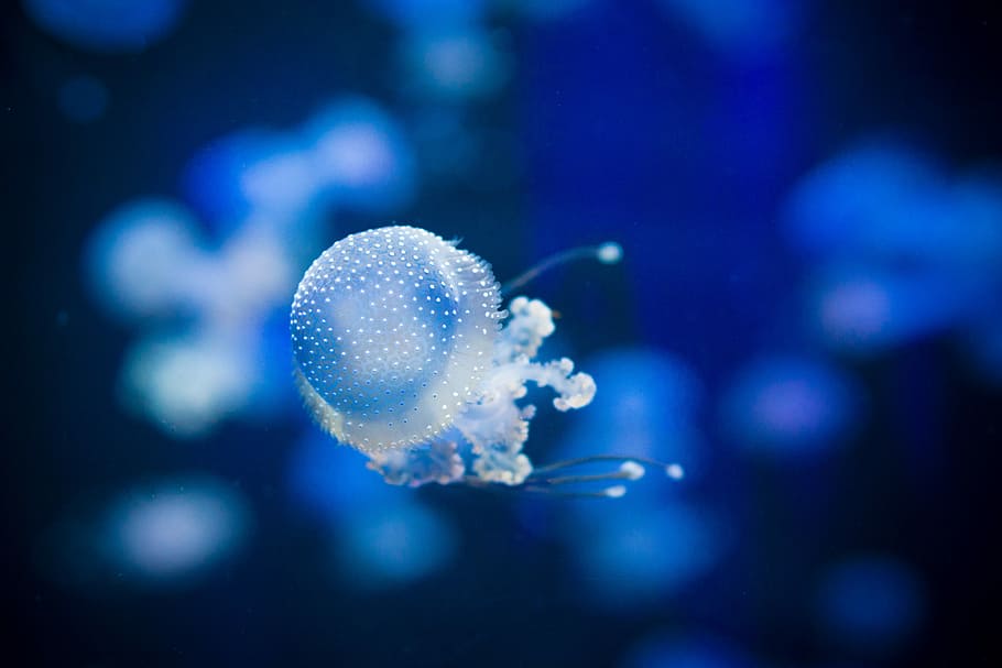 white jellyfish underwater, shallow focus photography of white jellyfish HD wallpaper