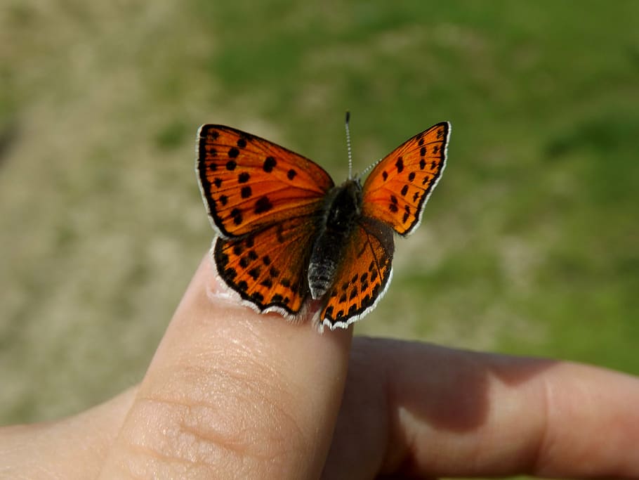butterfly, red, wings, coloring, insecta, human hand, human body part HD wallpaper