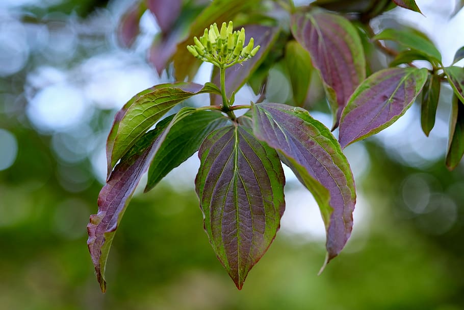 tree, leaves, subjects, nature, flowers, landscape, spring HD wallpaper