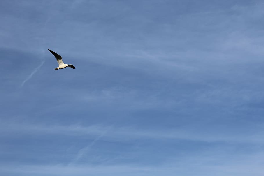 seagull, blue, sky, summer, vertebrate, bird, animals in the wild HD wallpaper