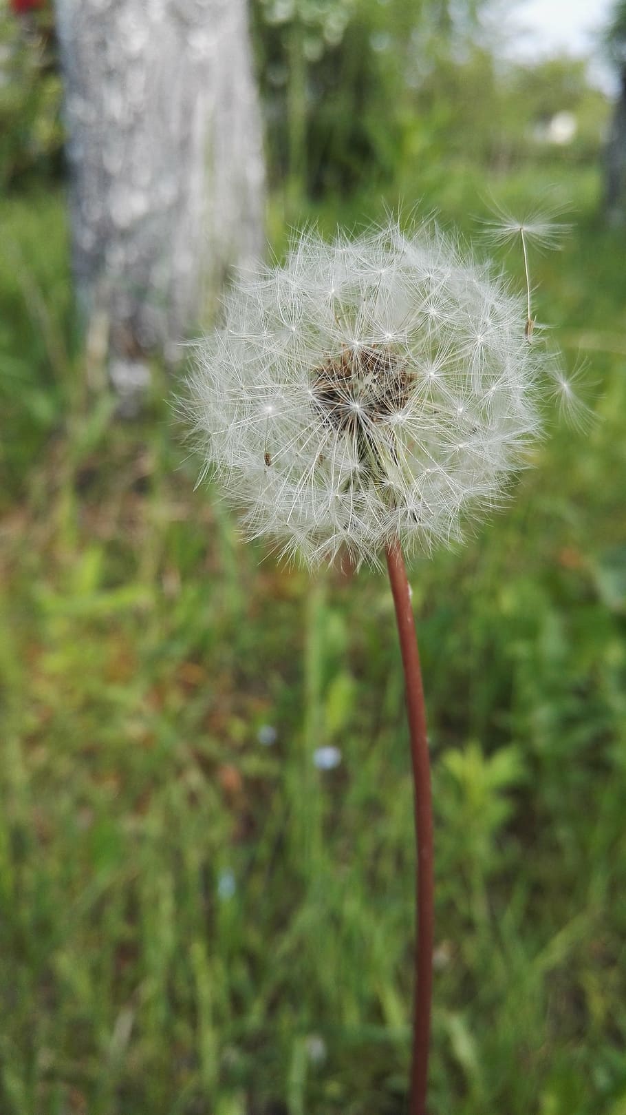 dandelion, spring, summer, nature, plant, flowers, garden, meadow HD wallpaper
