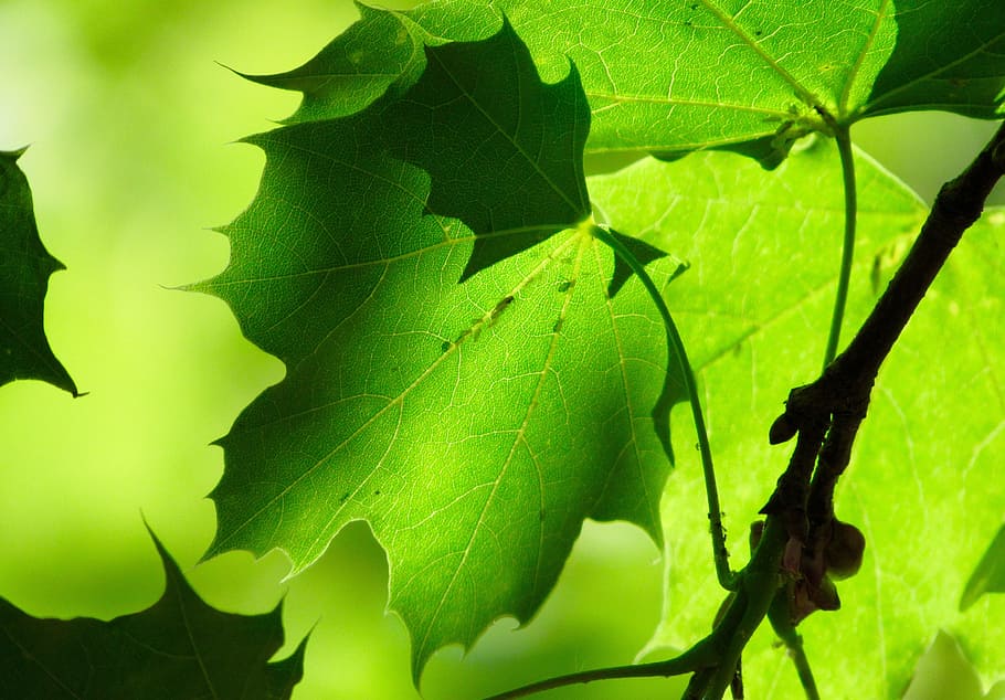 Leaf, Tree, Green, Plant, Forest, Leaves, natural, color, sun HD wallpaper