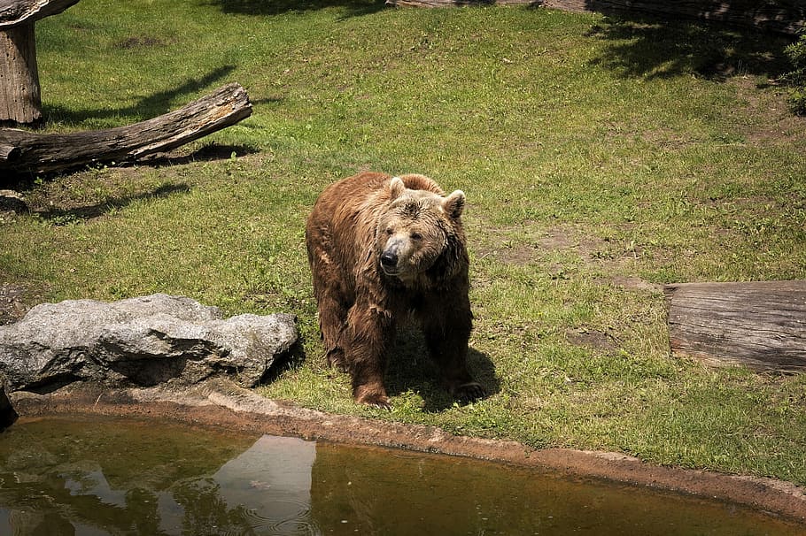 Brown Bear, Predator, Animal, dangerous, nature park, animal world HD wallpaper