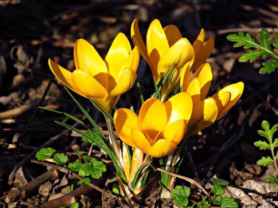 Spring, Krokus, Flowers, Meadow, polyana, nature, the delicacy HD wallpaper