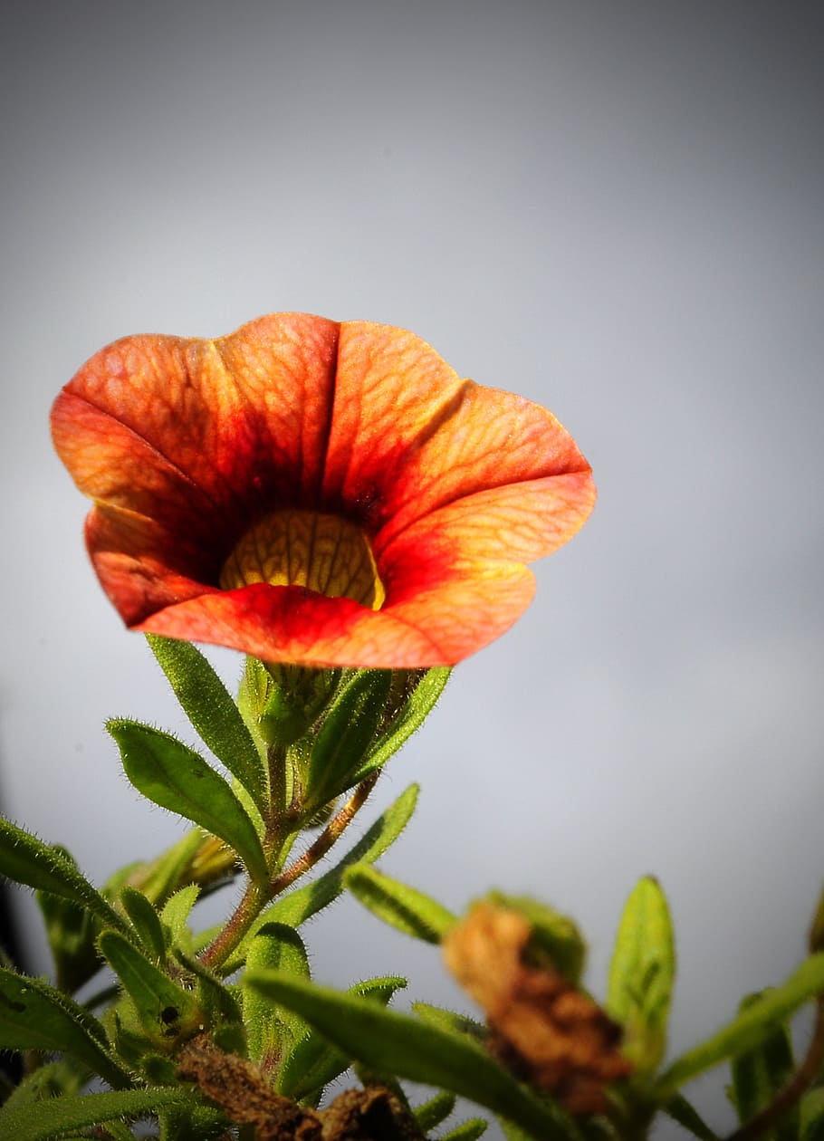 flower, garden, plant, fragility, vulnerability, beauty in nature HD wallpaper