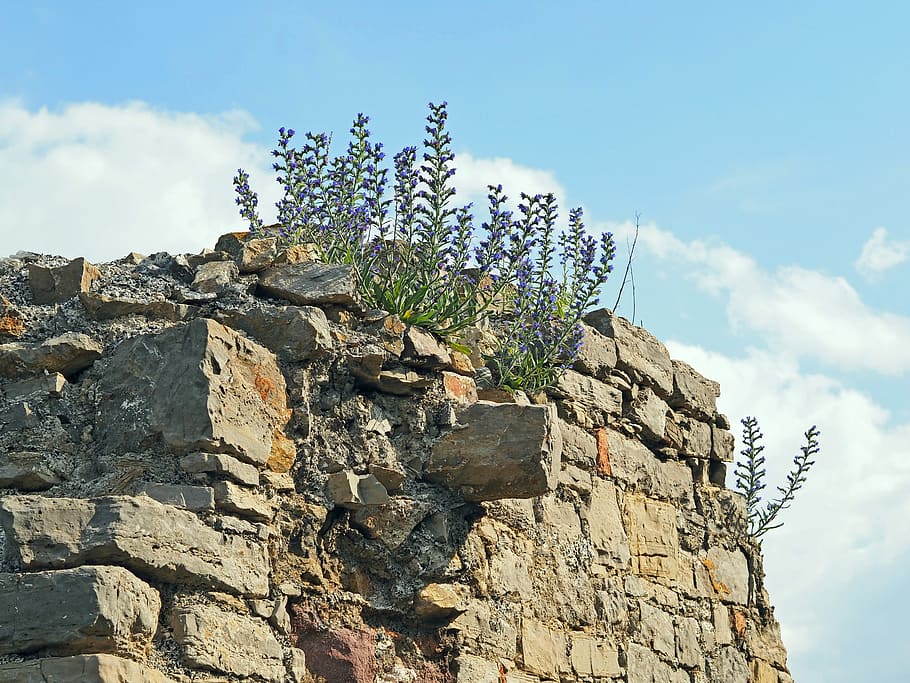 Plant, Nature, Live, stone material, architecture, sky, day HD wallpaper