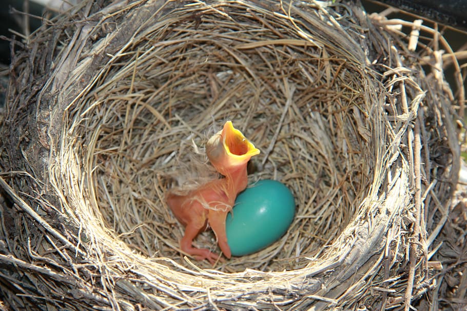 bird chick crying beside green egg on bird's egg, robin, nest