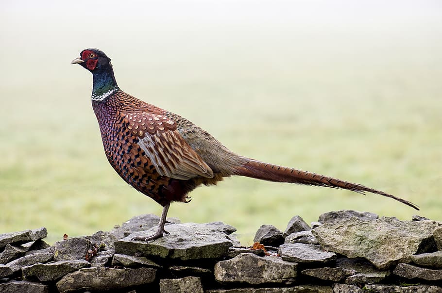 brown and green bird on gray rock, pheasant, wall, feather HD wallpaper