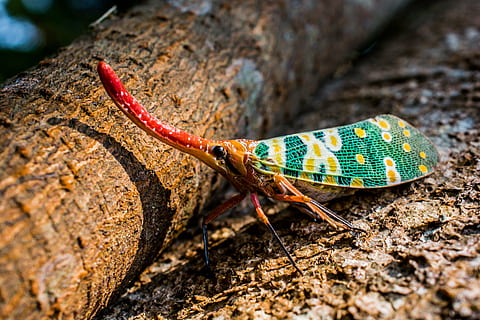 macro photography of orange and green insect, canthigaster cicada HD wallpaper