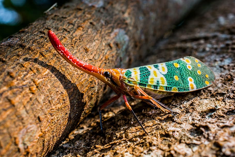 macro photography of orange and green insect, canthigaster cicada HD wallpaper
