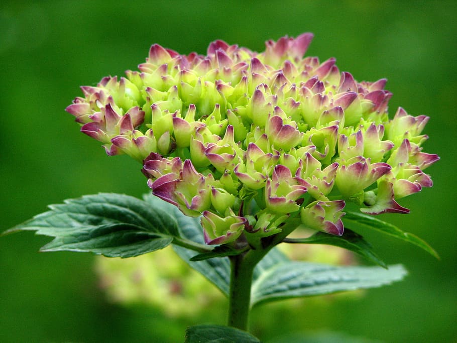 hydrangea, bloom, grow, flower, green, pink, flowers, nature HD wallpaper