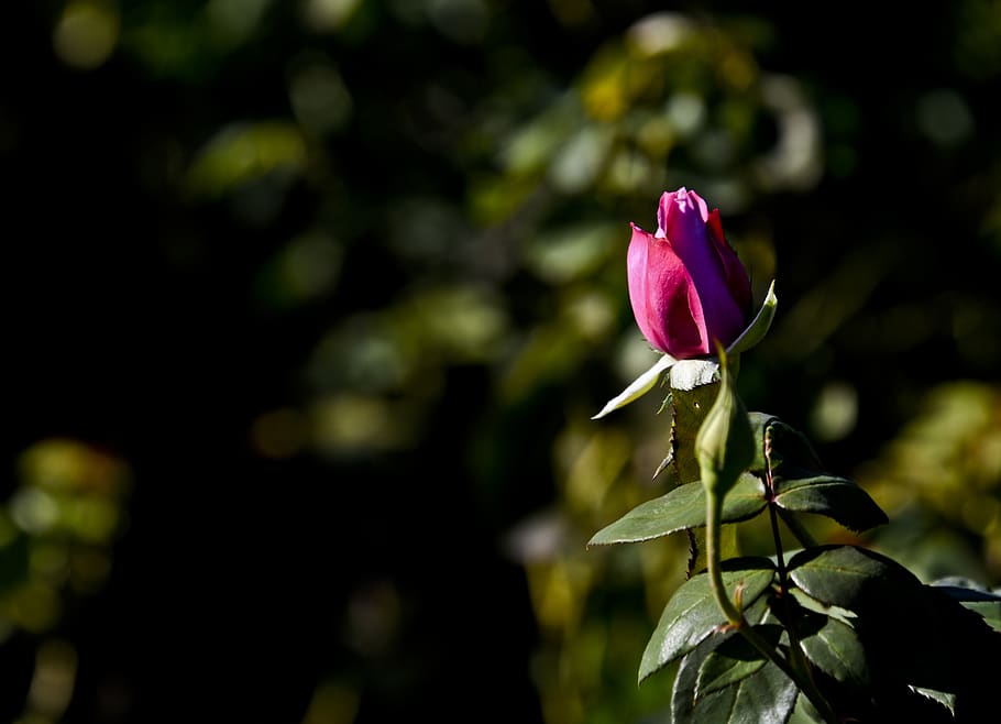 rosebud, flower, blossom, floral, plant, pink, natural, bloom