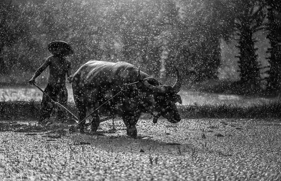 water buffalo in the field during raining, farmer, cultivating