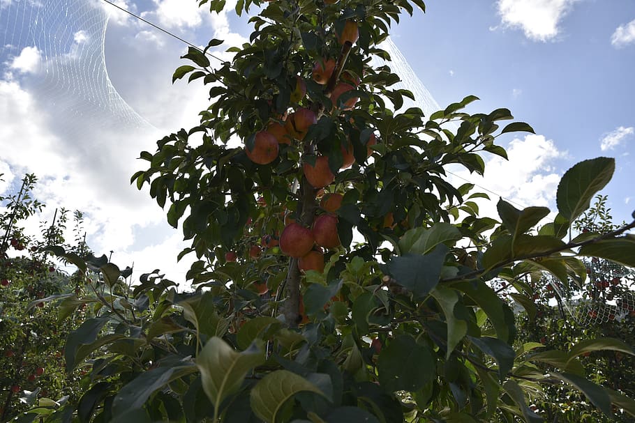 apple, fruit, apple tree, plant, growth, leaf, plant part, healthy eating HD wallpaper