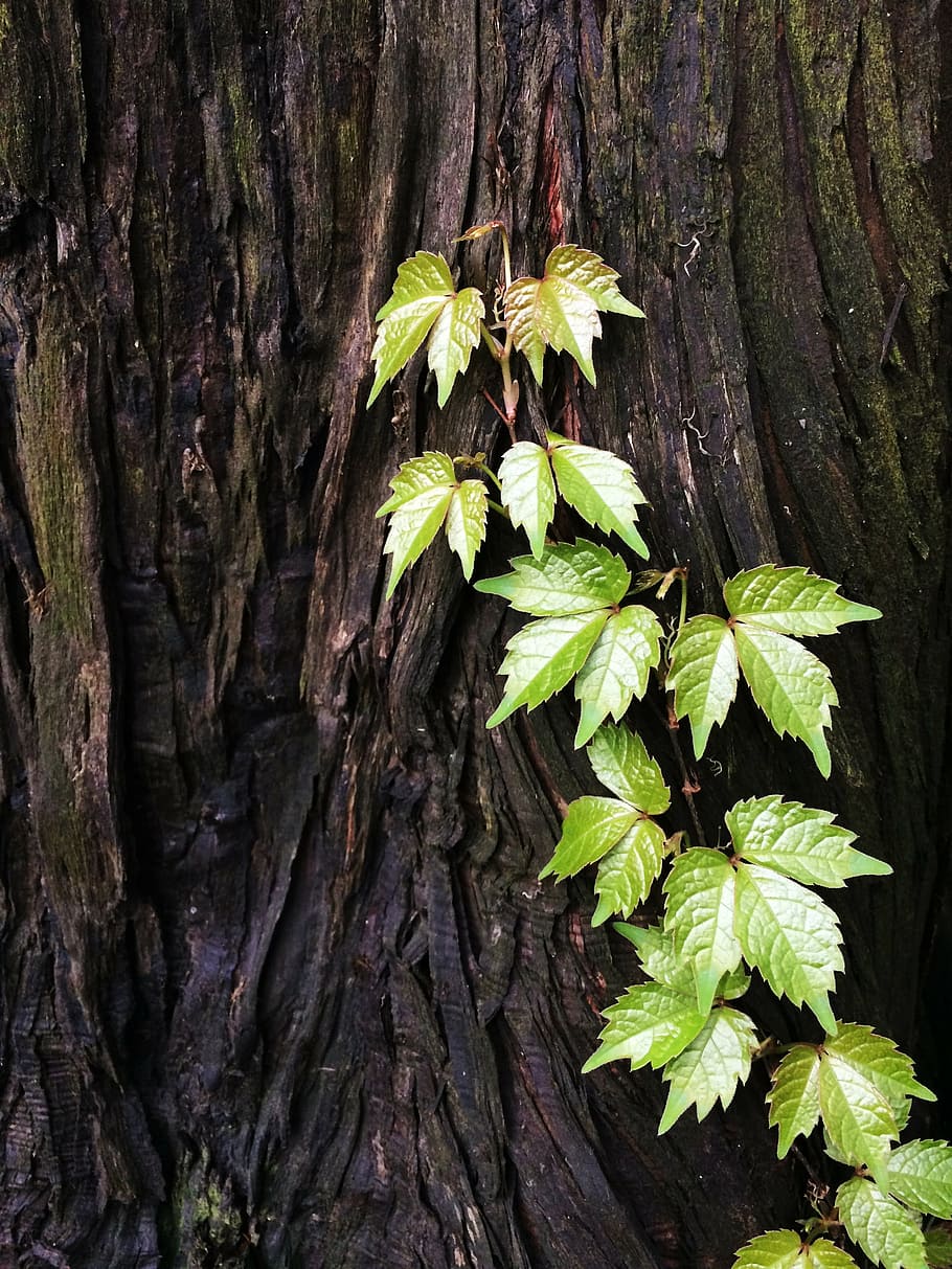 tree, leaf, green, plant, trunk, tree trunk, plant part, wood - material HD wallpaper