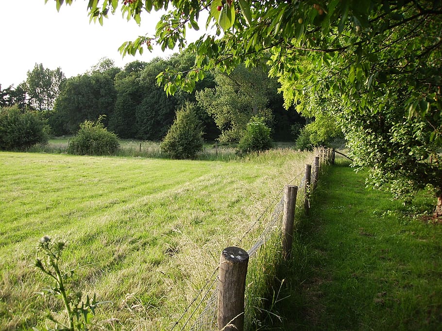 farm, field, about, plant, tree, green color, grass, growth HD wallpaper