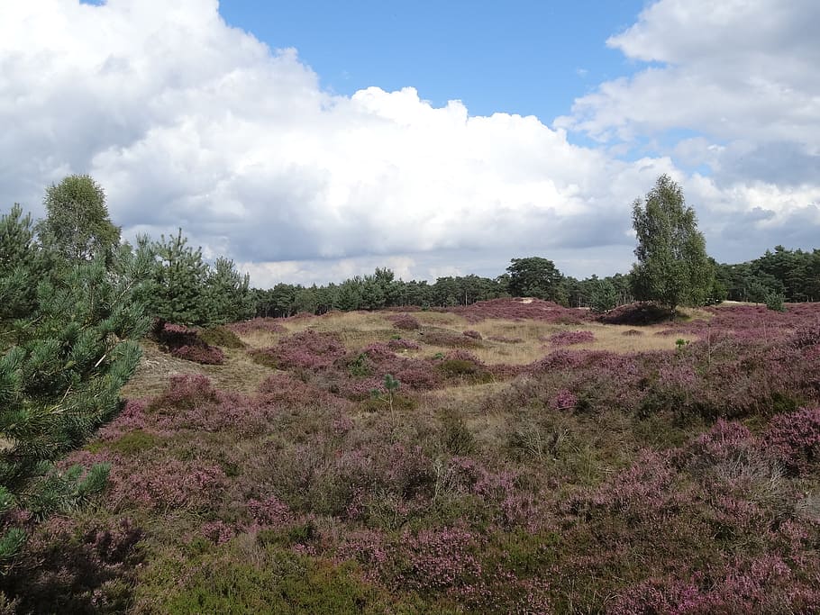 heide, landscape, nature, plant, sky, cloud - sky, beauty in nature HD wallpaper