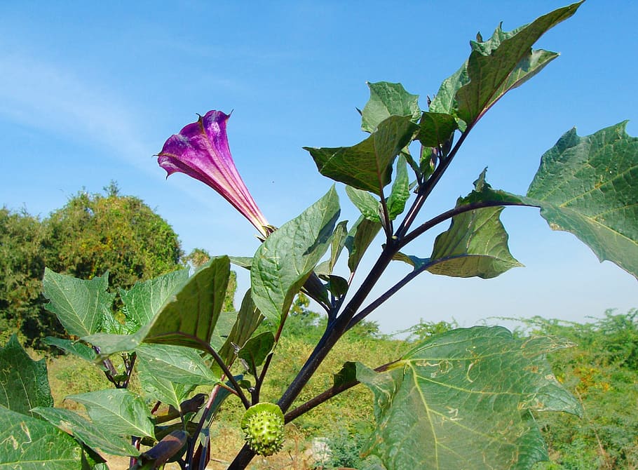 Datura Plant Growing: Information About Datura Trumpet Flower Care |  Gardening Know How