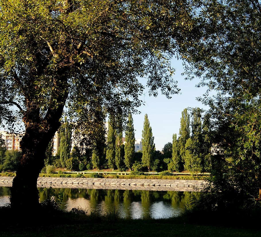 river, trees, reflection, dam, plant, water, growth, nature HD wallpaper